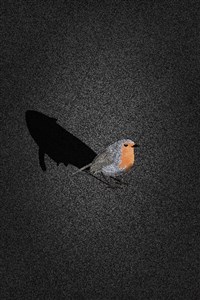 Songbird - a Kammi Kettu story