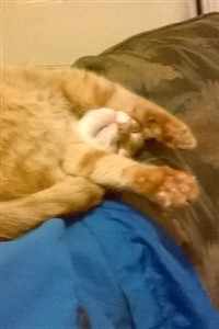 Vali Awakes (Fifth Anniversary Short Story)