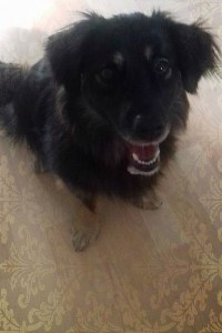 Evolution System+Customisation System=Stronger System? Maybe not though...