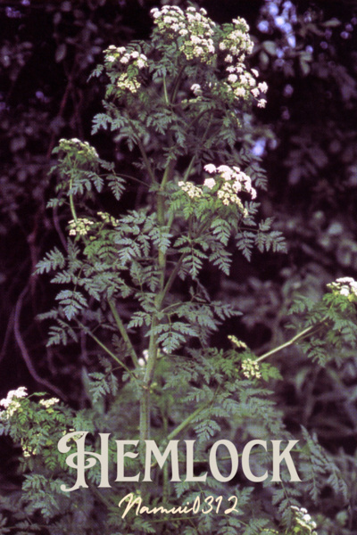 Hemlock