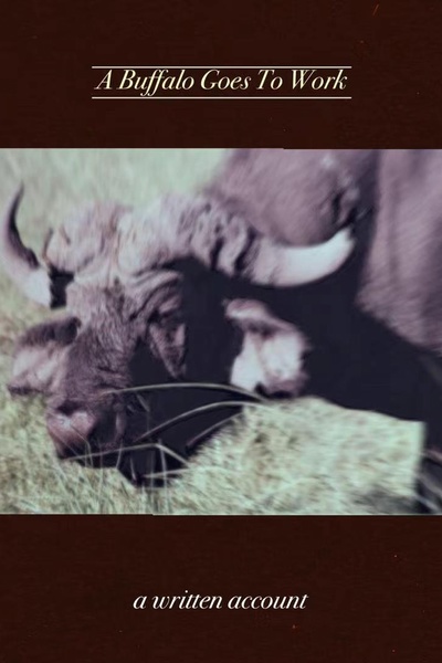 A Buffalo Goes To Work